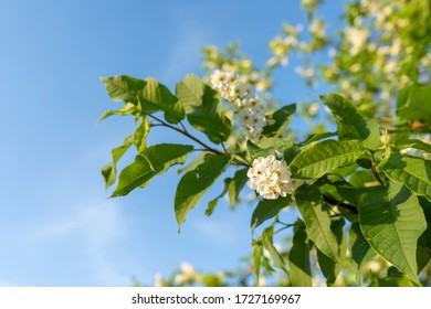 Blooming Bird Cherry On Blue Sky