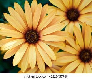 Blooming Black Eyed Susan Flowers, California              
