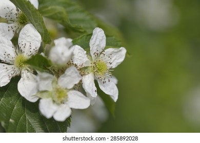 Blackberry Blooms Hd Stock Images Shutterstock