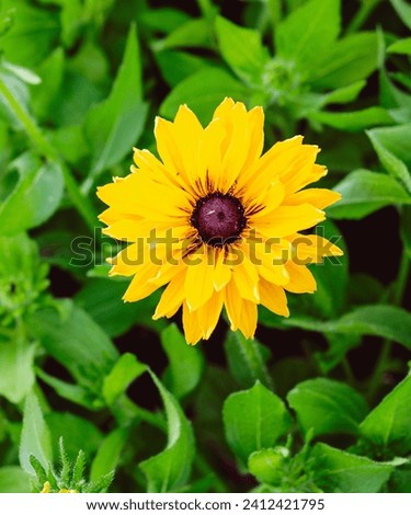 A blooming Black-Eyed Susan flower nestled among lush green leaves. The photograph unveils the spirited beauty of the wildflower, a radiant burst of yellow against a backdrop of verdant foliage. 