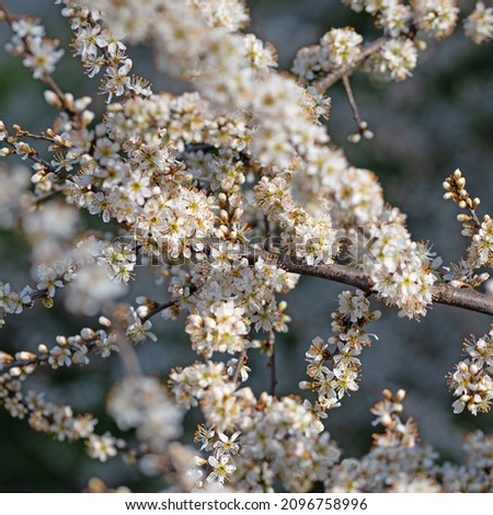 Similar – Image, Stock Photo Spring: a sloe hedge full of flowers.