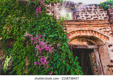 Blooming Bleeding Heart Vine on the old brick wall of an abandoned house, the sun shines through the brick arch on pink flowers and green leaves. Focus on flowers.
