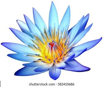 blue lotus flower clip art