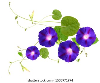 牽牛花图片 库存照片和矢量图 Shutterstock