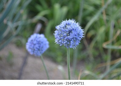 Blooming blue ornamental onion, scientific name Allium caeruleum