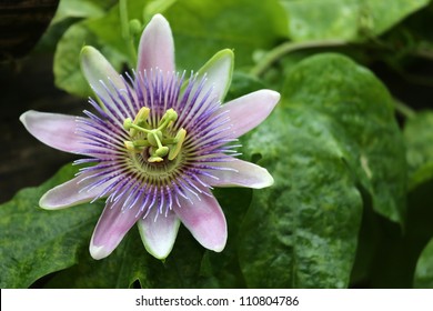 Blooming Blue Passion Flower