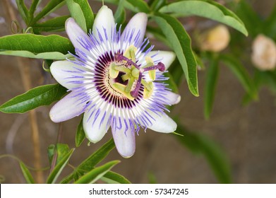 Blooming blue Passion Flower - Shutterstock ID 57347245