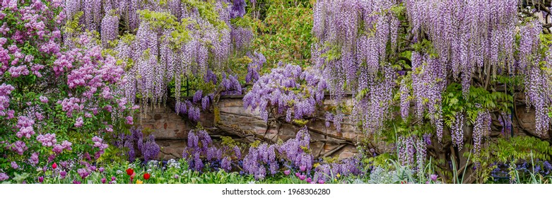 Blooming blue Wisteria. Blue Rain Wisteria Flowers. Fabaceae Chinese  Wisteria sinensis and Japanese Wisteria Floribunda Macrobotrys Longissima Alba blossom. Natural  flowers in park.  Banner