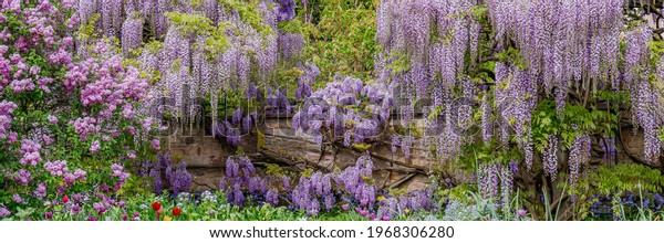 Blooming blue Wisteria. Blue Rain Wisteria\
Flowers. Fabaceae Chinese  Wisteria sinensis and Japanese Wisteria\
Floribunda Macrobotrys Longissima Alba blossom. Natural  flowers in\
park.  Banner