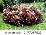 Blooming blushing bromeliad plant growing fertilely planted in the ground with green grass surrounded 