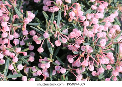 Blooming Bog Rosemary In Sunny April