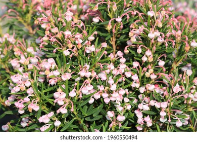 Blooming Bog Rosemary In Sunny April