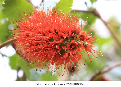 Blooming Bottle Brush Tree In Sunny June