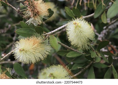 Blooming Bottlebrush Tree In Sunny July