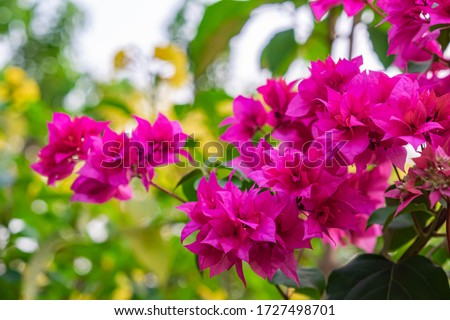 Blooming bougainvillea 
Bouquet on tree.Magenta flowers.Bougainvillea flowers as a background.Floral background.