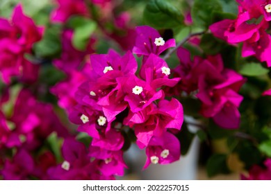 Blooming bougainvillea flowers background. Bright pink magenta bougainvillea Lesser bougainvillea Bougainvillea glabra.