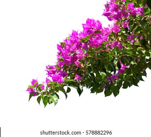 Blooming Bougainvillea Isolated On White Background Stock Photo ...