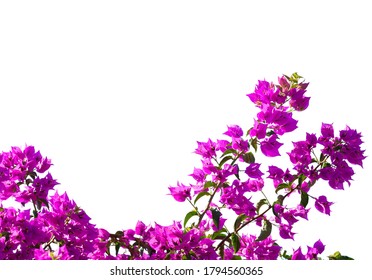 Blooming  Bougainvillea of magenta color isolated on white background. Selective focus.