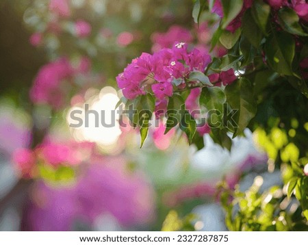Blooming bougainvillea, streets of the old town of Bodrum, Turkey. Summer travelling