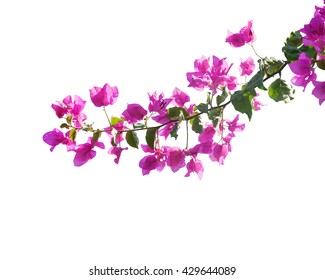 bugambilia imagenes fotos de stock y vectores shutterstock https www shutterstock com es image photo blooming bougainvilleas isolated on white background 429644089