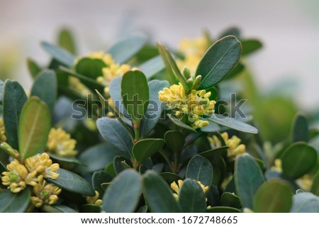 Blooming boxwood. Buxus sempervirens with yellow flowers. Yellow Buxus flowers