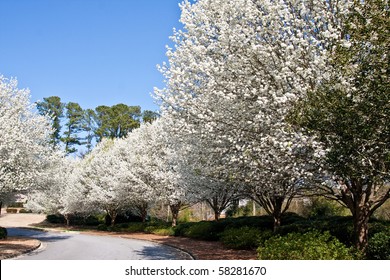 Bradford Pear Tree Images Stock Photos Vectors Shutterstock