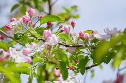 A Blooming Branch Of Apple Tree In Spring Garden, Nature And Eco