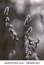 A Blooming Branch Of A Goat Willow Tree.