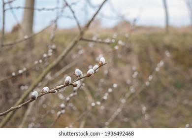 A Blooming Branch Of A Goat Willow Tree.