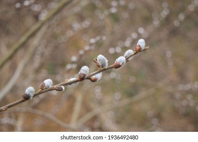 A Blooming Branch Of A Goat Willow Tree.