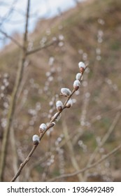 A Blooming Branch Of A Goat Willow Tree.