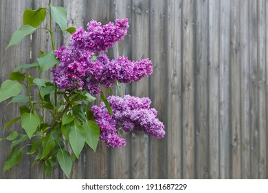 Lilac Bushes Images Stock Photos Vectors Shutterstock