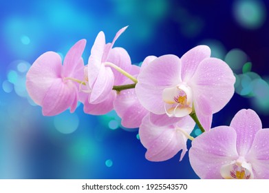 胡蝶蘭 の画像 写真素材 ベクター画像 Shutterstock 胡蝶蘭 の画像 写真素材 ベクター画像 Shutterstock