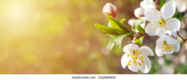 Blooming branch with white flowers and buds close-up. Spring background with selective focus on the flower and blurred background. Sunset rays of the sun. Banner with copy space.