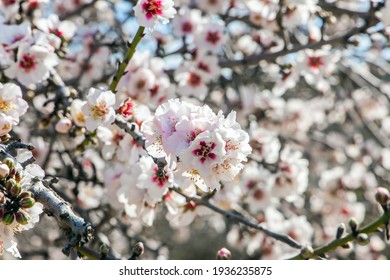 Blooming branches of almonds. White and pink almond flowers decorate the trees. Almond trees are covered with beautiful white and pink flowers. Early spring in Israel.