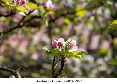 Blooming branches of apple trees, apple orchard, spring garden