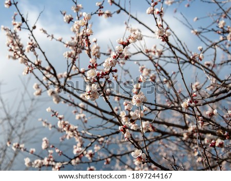 Blooming branches of an apricot tree covered with white flowers on a blue sky background.Close-up