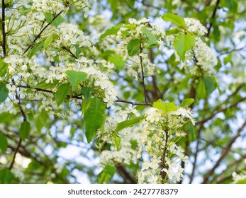 Blooming branches of Fire cherry tree, Prunus pensylvanica,  closeup with selective focus