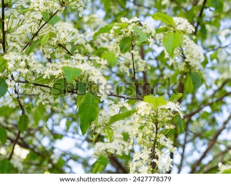 Blooming branches of Fire cherry tree, Prunus pensylvanica,  closeup with selective focus