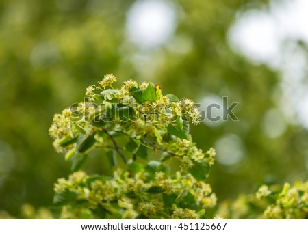 Blooming branches of lime tree (Tilia cordata) growing in Poland.