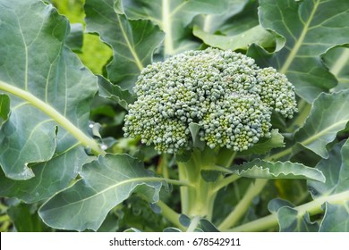 Blooming Broccoli In The Garden 