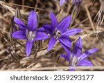 Blooming Brodiaea hosts insects at Travis Air Force Base, California May 31, 2023.