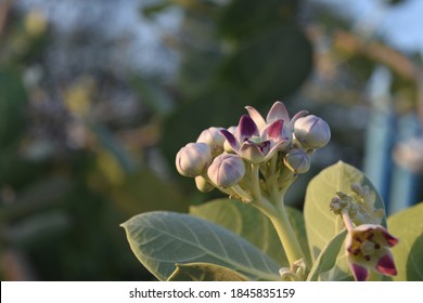 Blooming and budding giant milkweed plant in aruba.