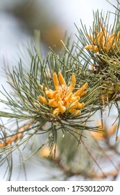 Blooming Bull Pine Or (in German Gelb-Kiefer) Pinus Ponderosa