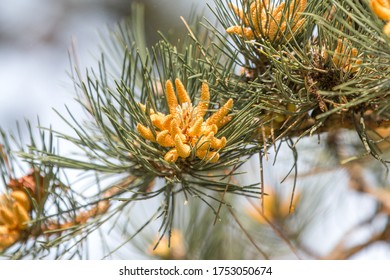 Blooming Bull Pine Or (in German Gelb-Kiefer) Pinus Ponderosa