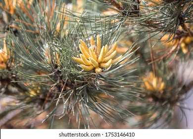 Blooming Bull Pine Or (in German Gelb-Kiefer) Pinus Ponderosa