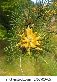 Blooming Bull Pine Or (in German Gelb-Kiefer) Pinus Ponderosa
