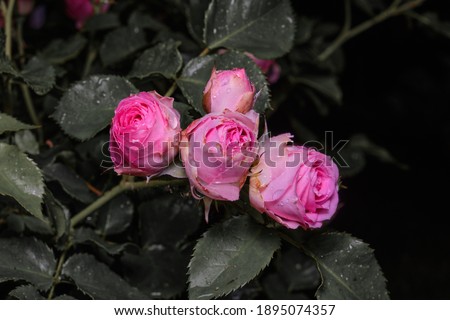 blooming bush of a bushy pink rose with pink buds on a black background, small depth of field, beautiful natural background, postcard with flowers