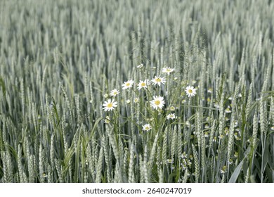 A blooming bush of daisies rising above a golden wheat field. Summer countryside in full bloom - Powered by Shutterstock - Get 15% off with code: PIKWIZARD15