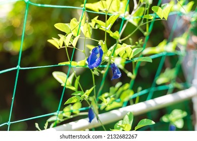 Blooming Butterfly pea flower with nice bokeh background and early morning light. Clitoria ternatea or Asian pigeonwings on netting trellis with PVC structure at backyard garden near Dallas, Texas,USA